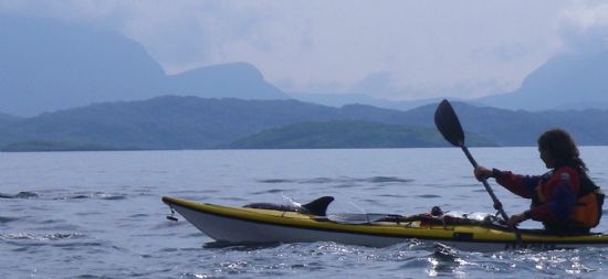 dolphins in assynt